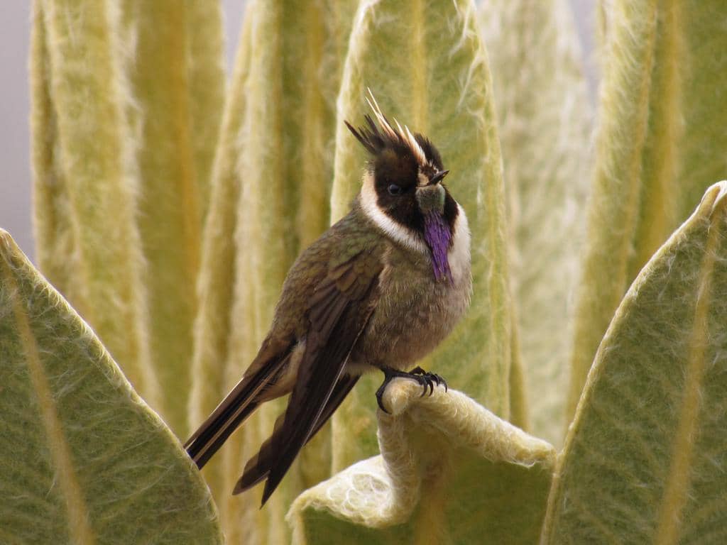 Burung Oxypogon stuebelii