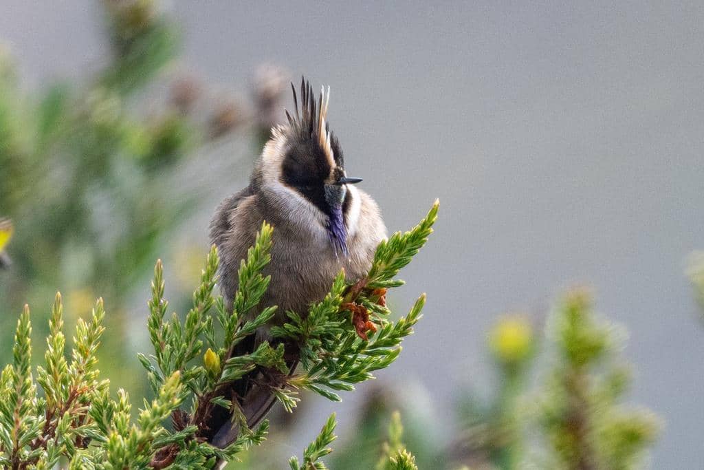 Burung Oxypogon stuebelii