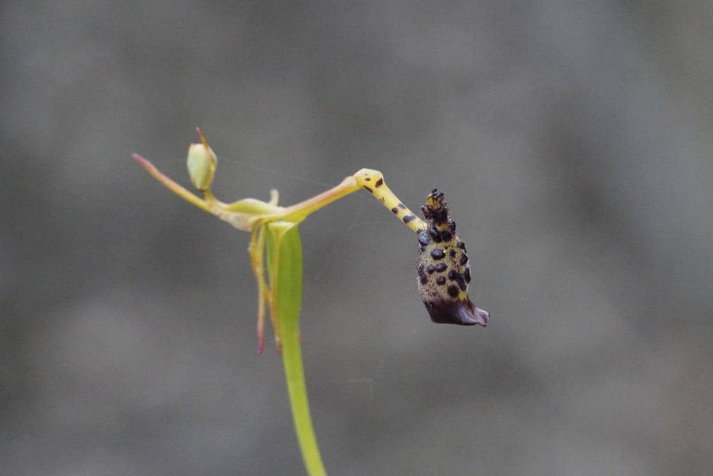 Anggrek Drakaea livida