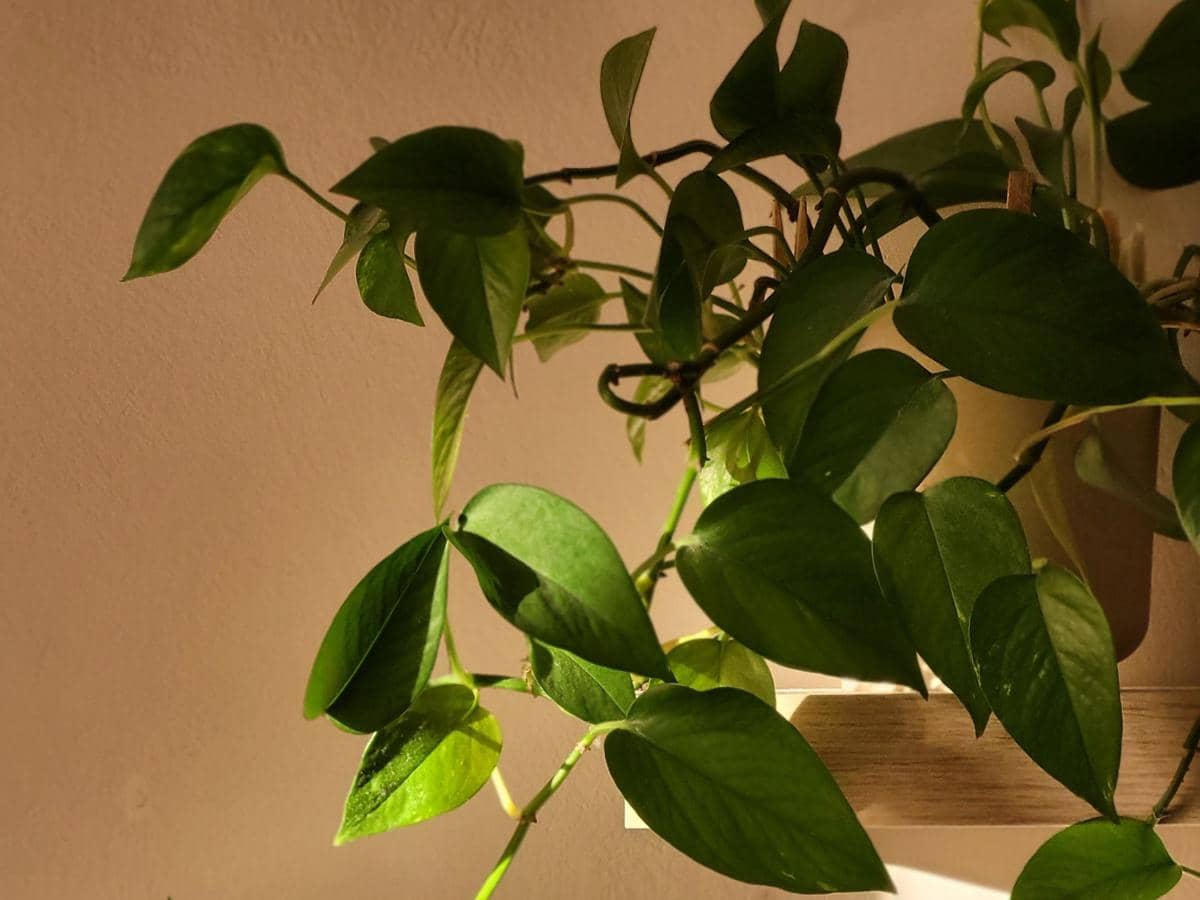 Tanaman pothos