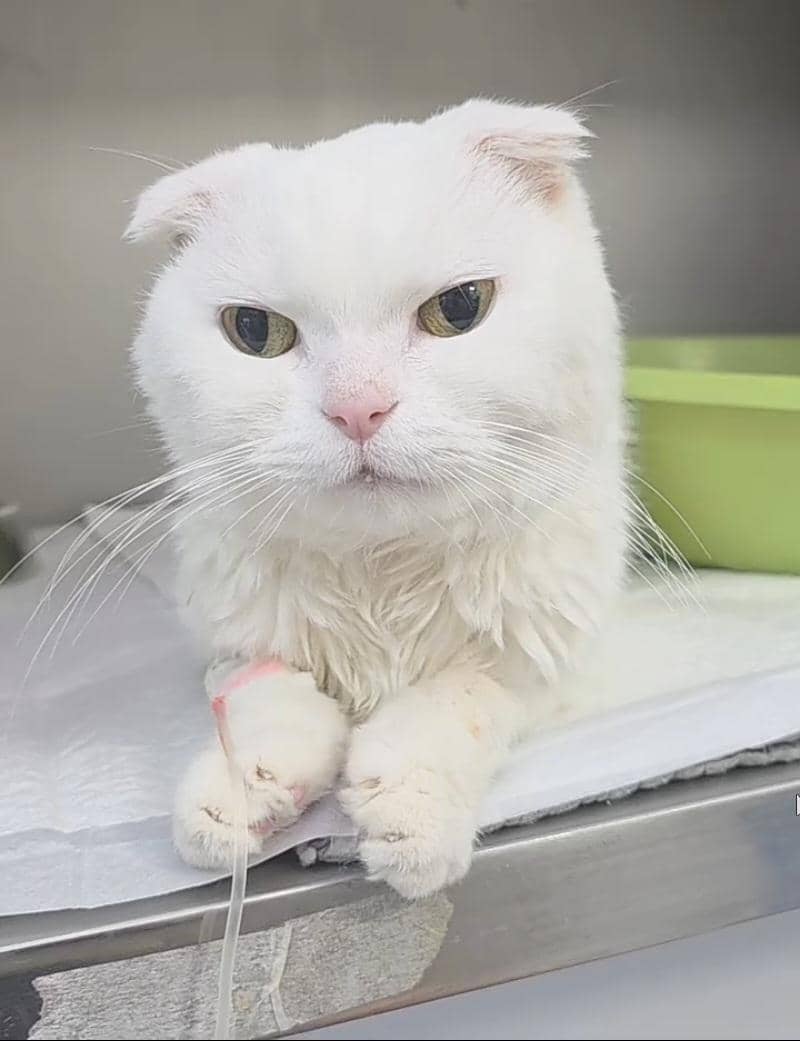 kenangan Gong Yoo dan kucing kesayangannya yang baru meninggal