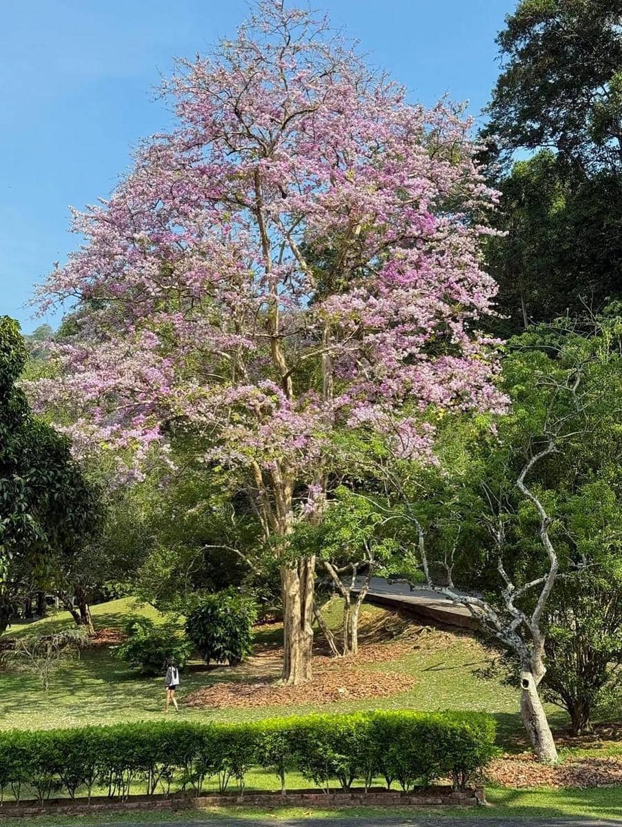 ilustrasi suasana di Penang Botanic Gardens