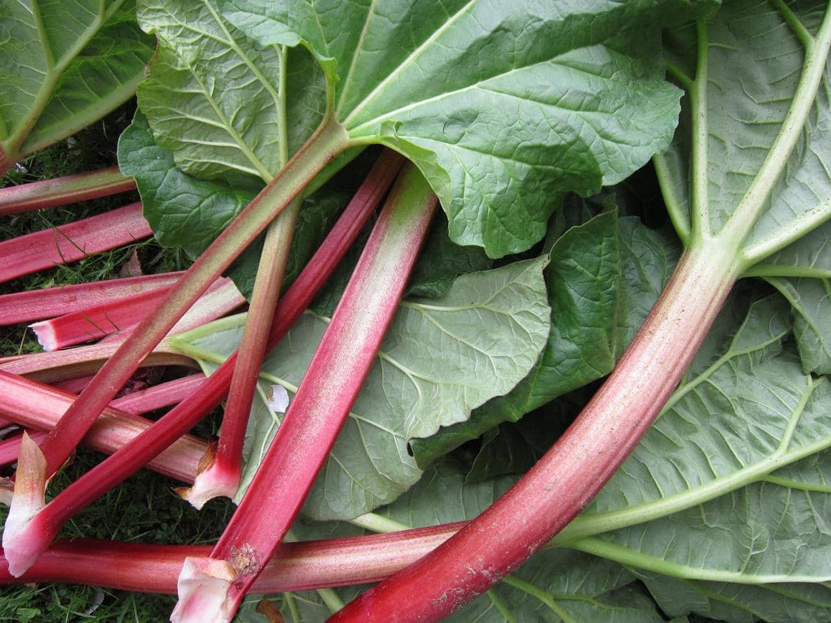 Ilustrasi notes rhubarb