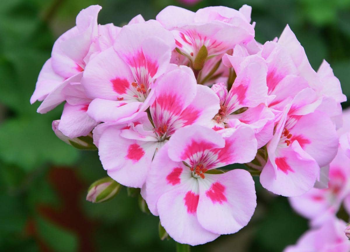 Ilustrasi notes geranium