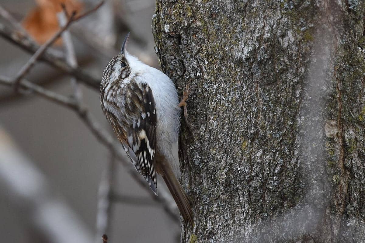 Brown Creeper sedang memanjat pohon