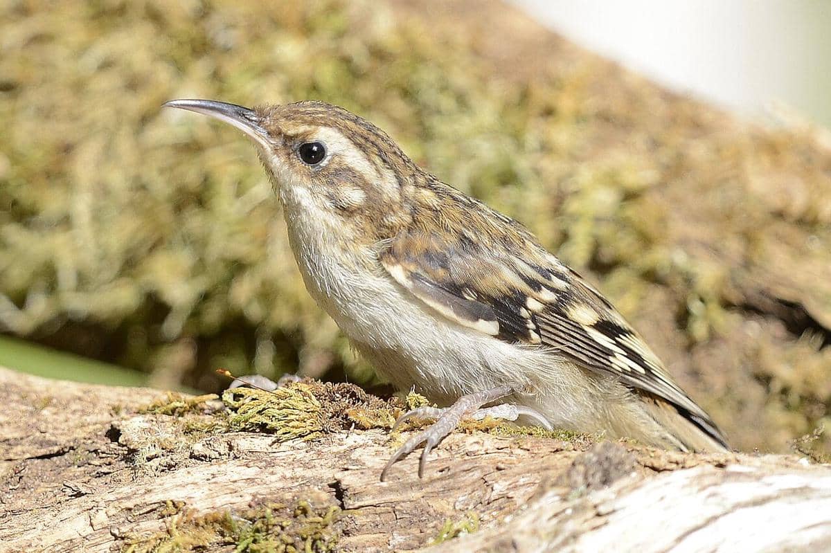 Brown Creeper