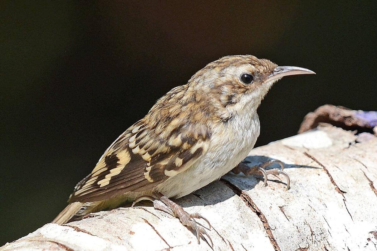 5 Fakta Brown Creeper, Burung Mungil yang Jadi Indikator Kondisi Hutan