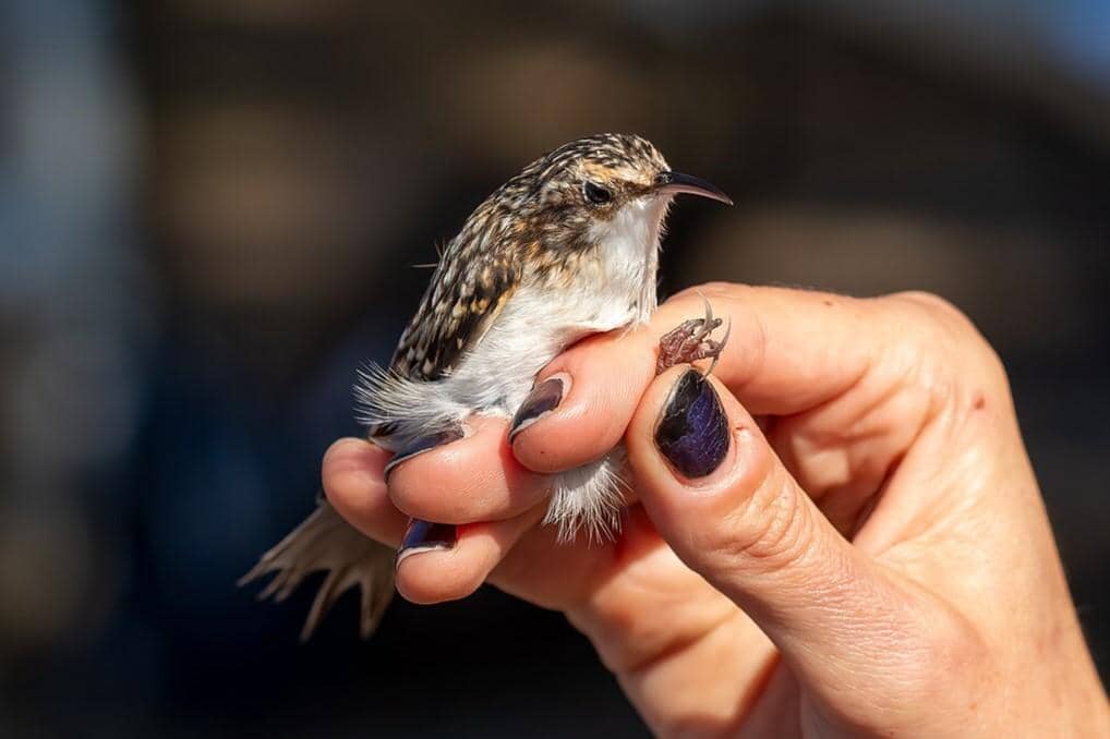 Brown Creeper