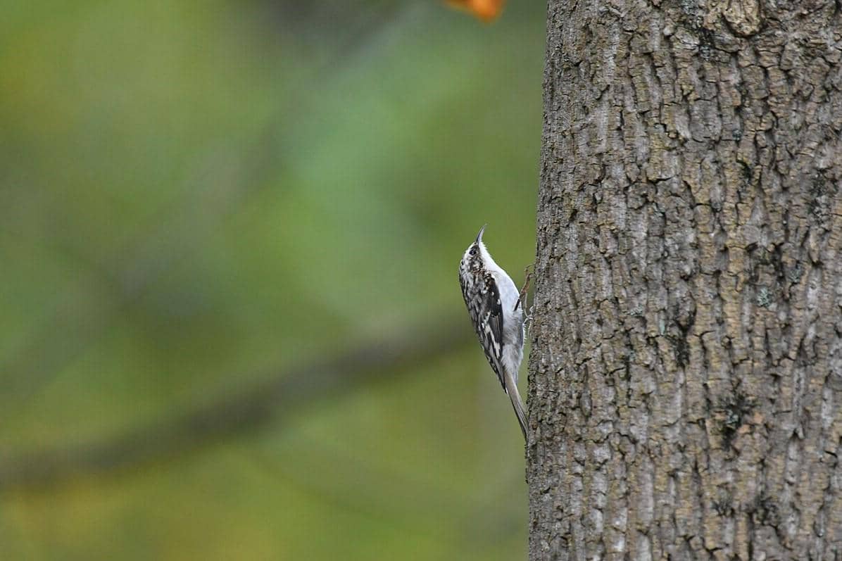 Brown Creeper sedang memanjat pohon