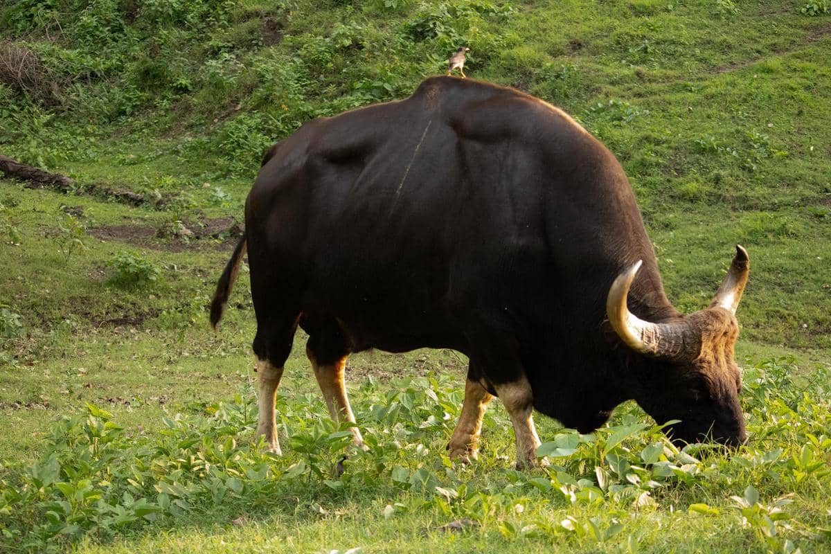 gaur