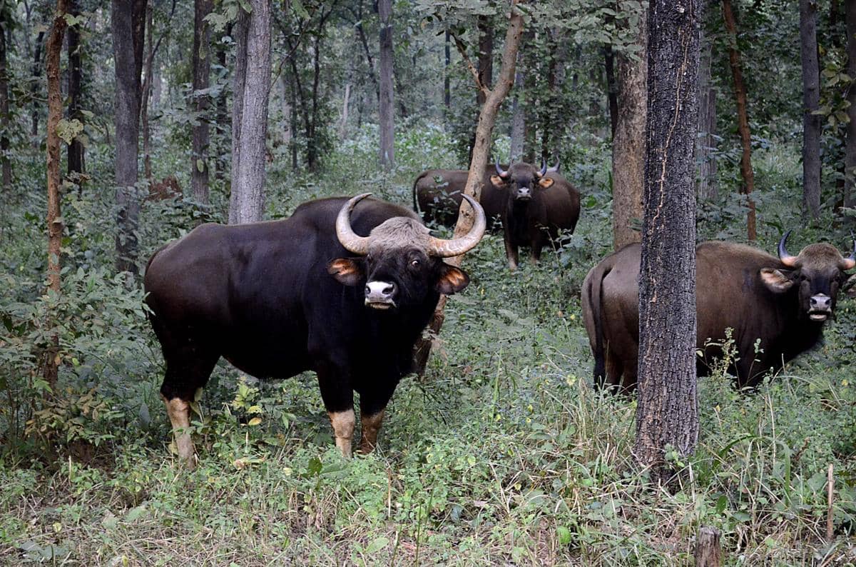 gaur