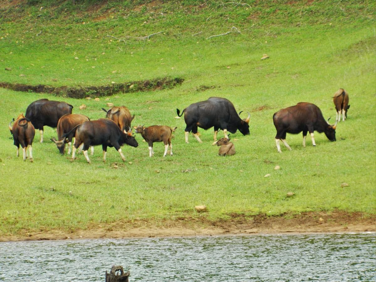 gaur