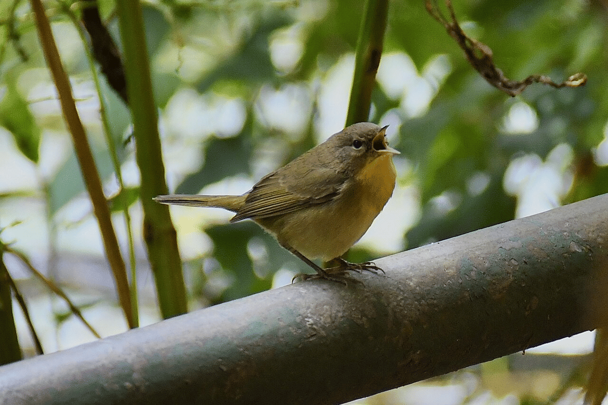 burung berkicau