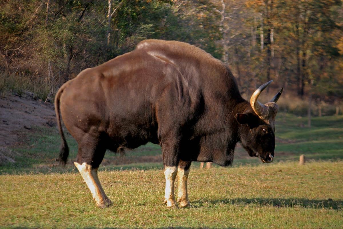 5 Fakta Gaur, Sapi Liar Raksasa Penghuni Hutan Asia
