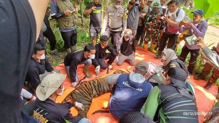 Dibantu Warga, Kemenhut Tangkap Harimau Sumatra Dekat Sekolah di Agam