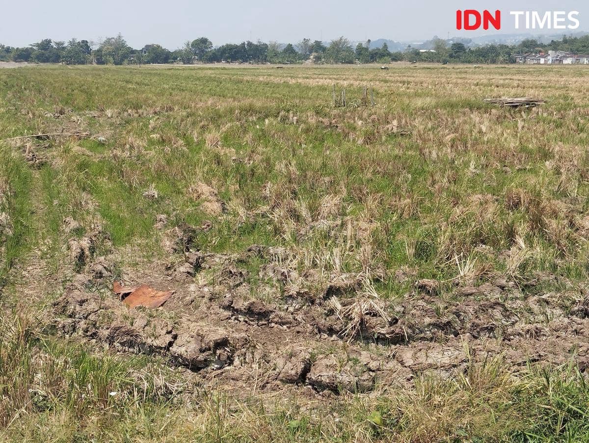 Ilustrasi tanah sawah mengering akibat kemarau di Semarang, Jawa Tengah. (IDN Times/Dhana Kencana)