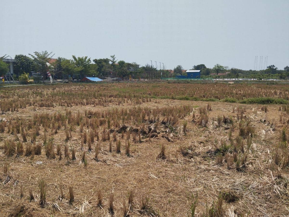 Ilustrasi tanah sawah mengering akibat kemarau di Semarang, Jawa Tengah. (IDN Times/Dhana Kencana)