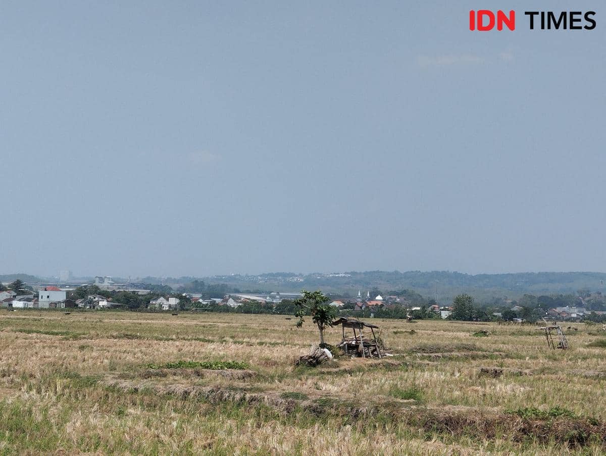 Ilustrasi tanah sawah mengering akibat kemarau di Semarang, Jawa Tengah. (IDN Times/Dhana Kencana)