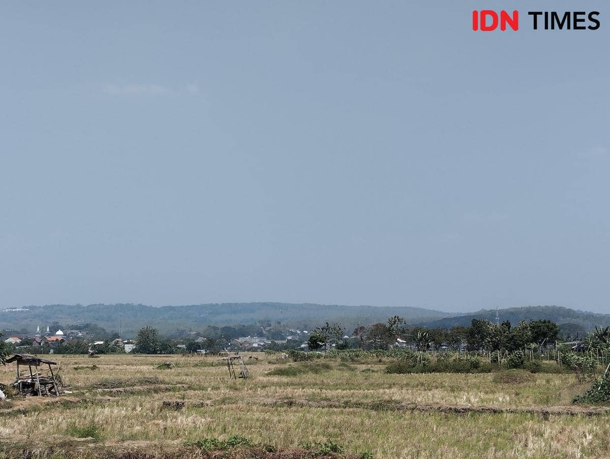 Ilustrasi tanah sawah mengering akibat kemarau di Semarang, Jawa Tengah. (IDN Times/Dhana Kencana)
