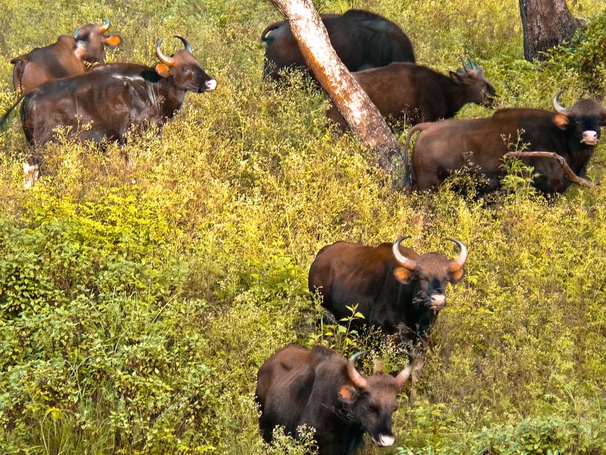 gaur