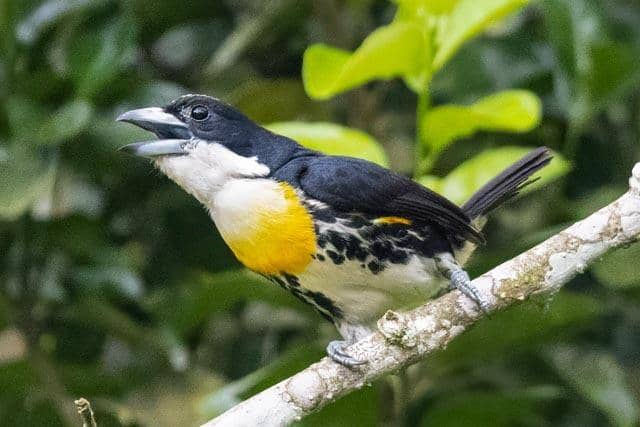 5 Fakta Spot Crowned Barbet, Burung Bermotif Unik dari Panama