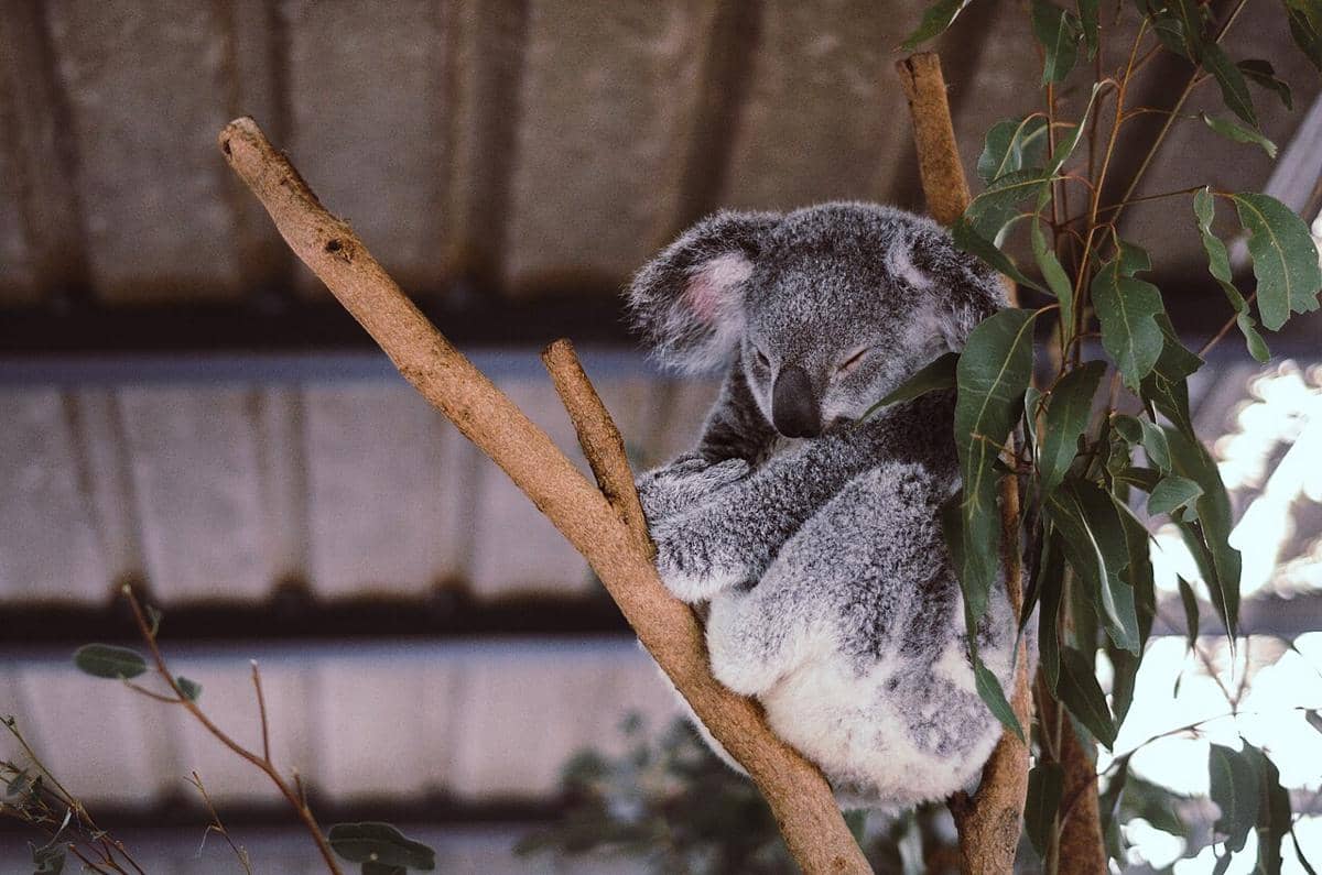 koala