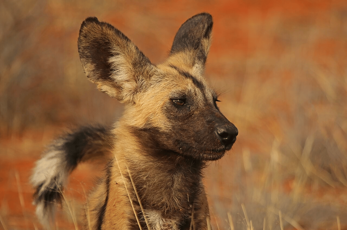 5 Fakta Unik Anjing Liar, Predator Ganas yang Berkelompok