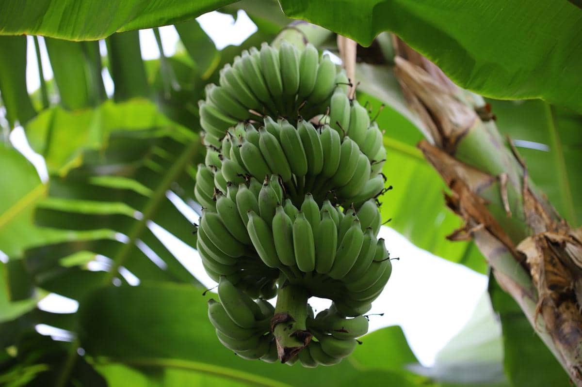 ilustrasi tanaman pisang