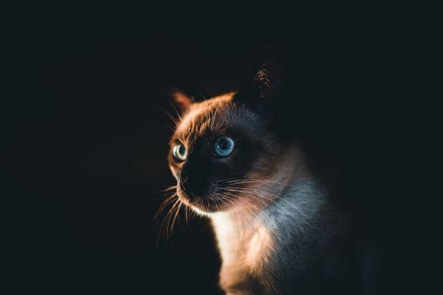 ilustrasi kucing siam