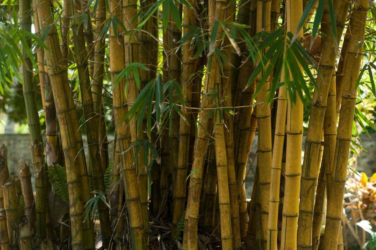 ilustrasi bambu