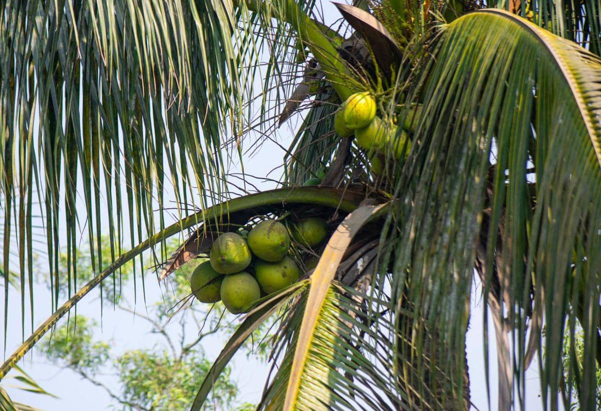 ilustrasi tanaman kelapa