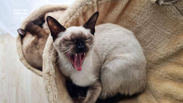 Mengenal Warna Kucing Siam, Ini Ciri Fisik dan Sifatnya
