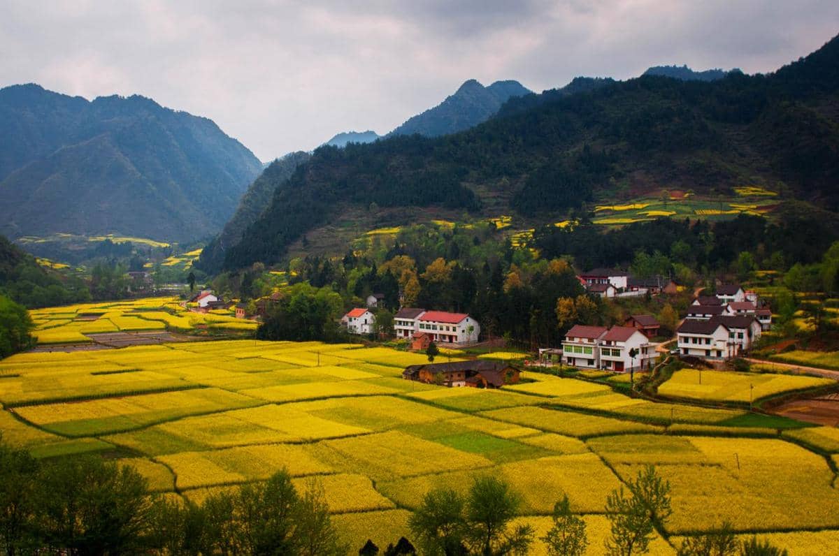ilustrasi China, sawah, pertanian, padi