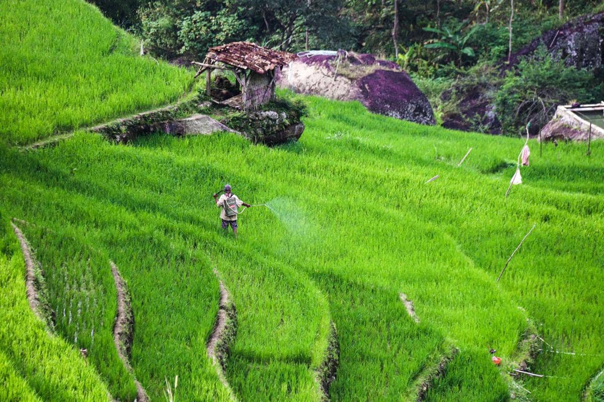 ilustrasi Indonesia, sawah, pertanian, padi