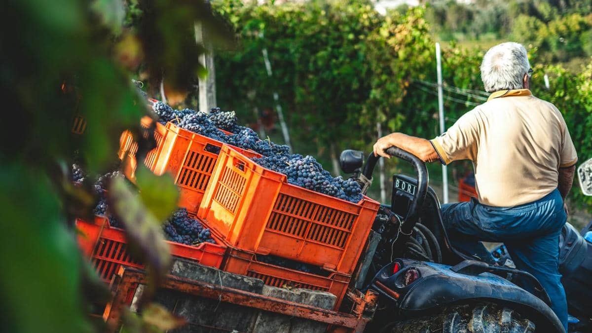 ilustrasi Italia, vineyard, petani anggur, pertanian, wine