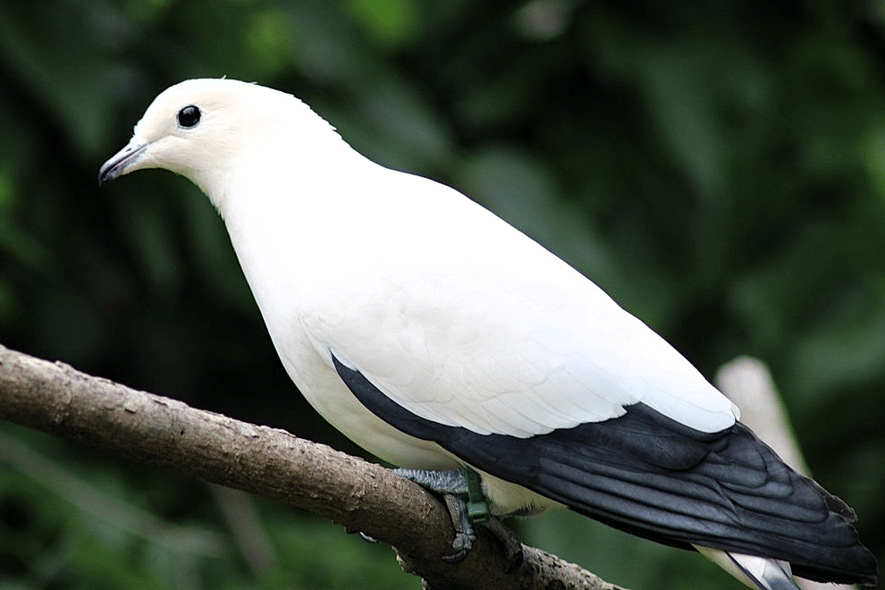 7 Fakta Pergam Laut, Merpati Anggun yang Kuat Terbang Antarpulau
