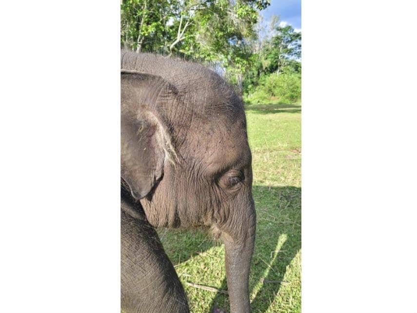 Terserang EEHV, Anak Gajah Sumatra Mati di PLG Saree