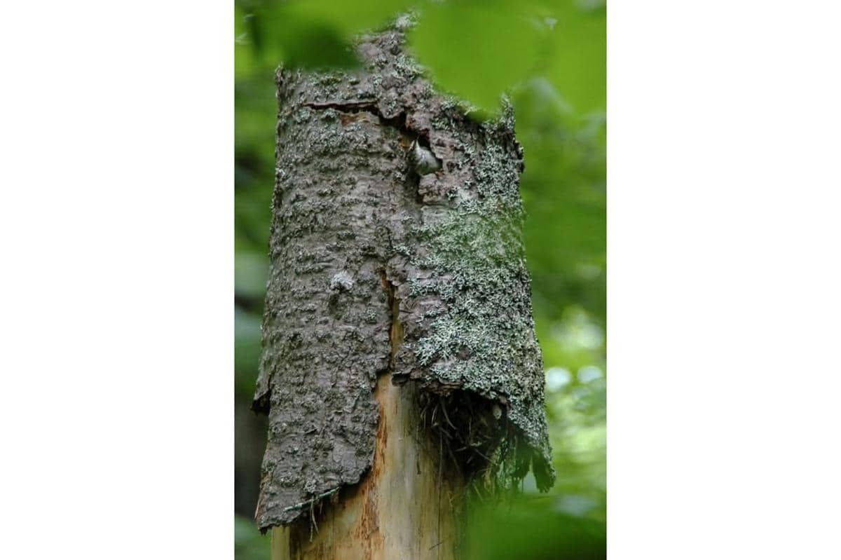 Sarang Brown Creeper