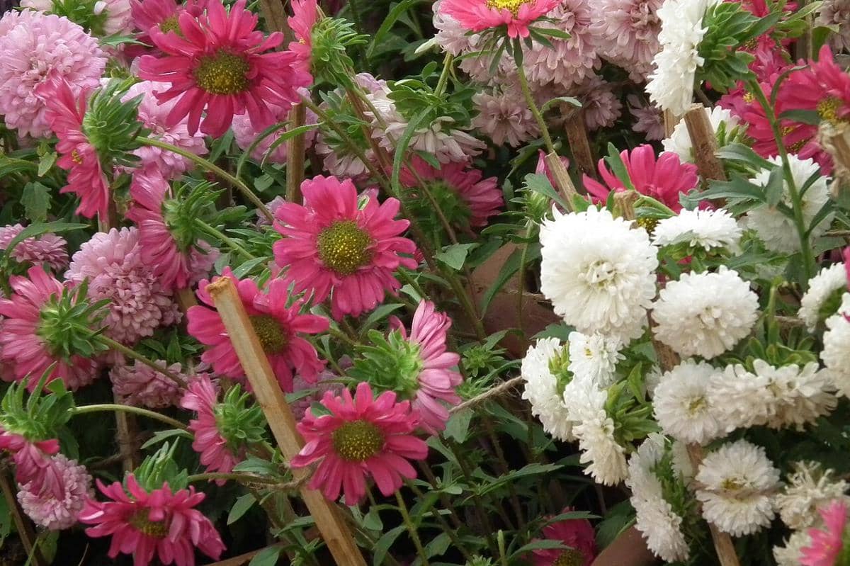 Bunga China Aster