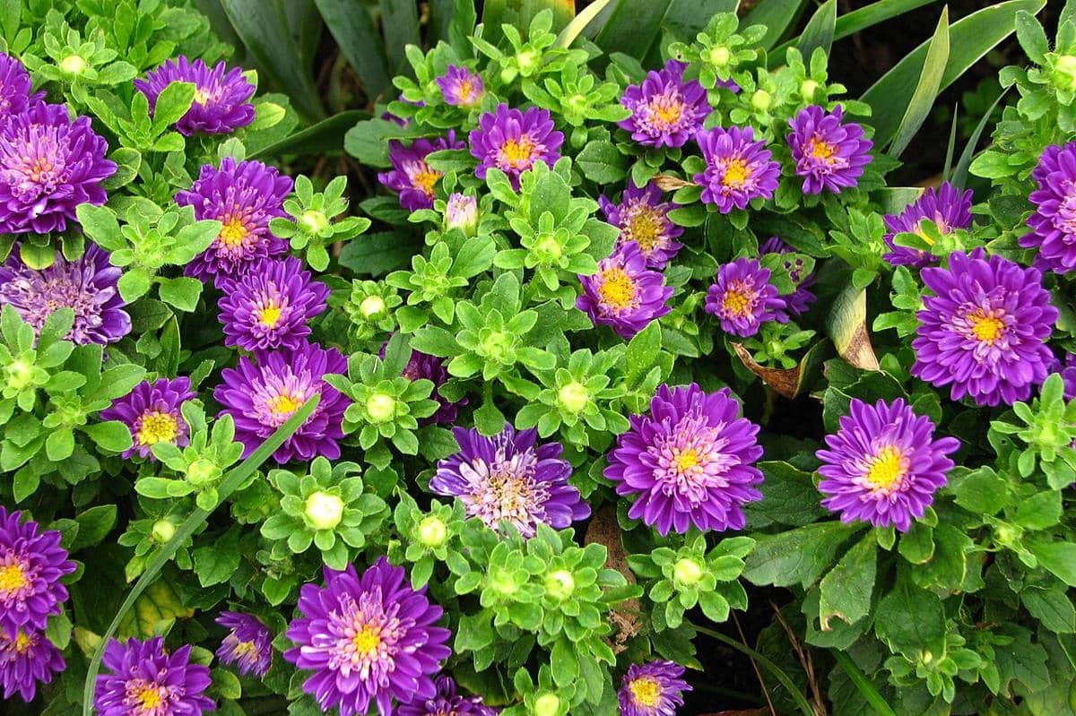 Bunga China Aster
