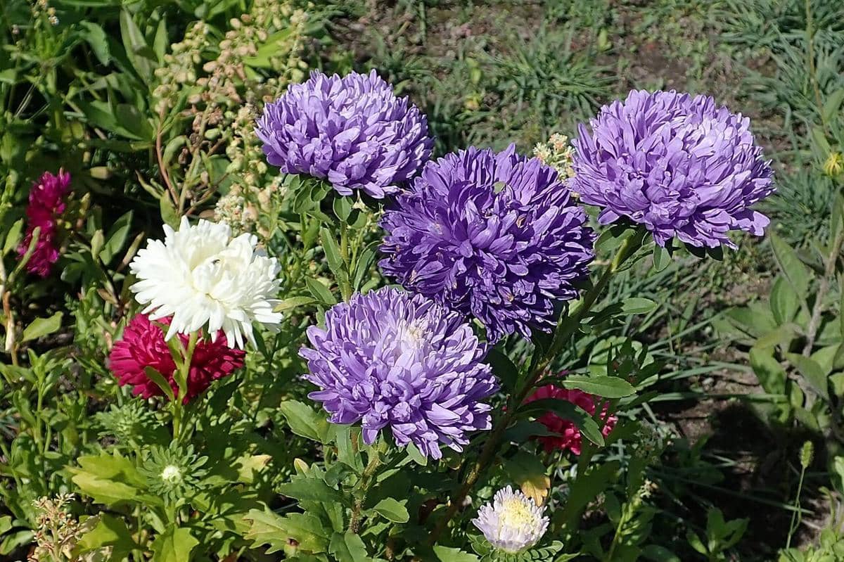 Bunga China Aster