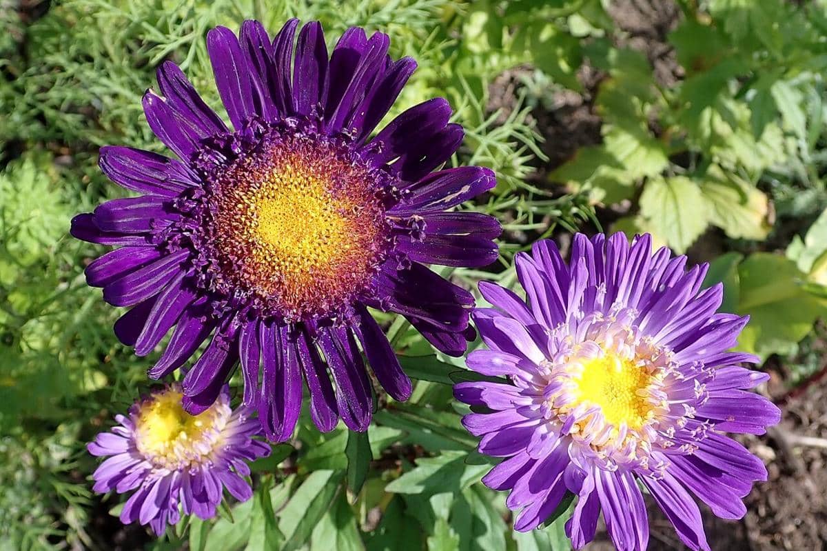 Bunga China Aster