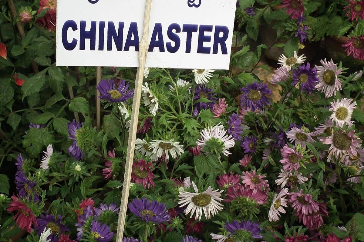 Bunga China Aster