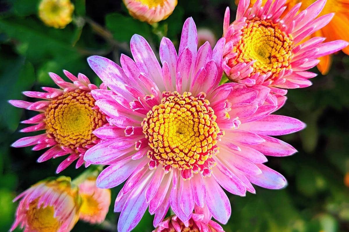 5 Fakta China Aster, Bunga Cantik Musim Gugur dari Asia Timur
