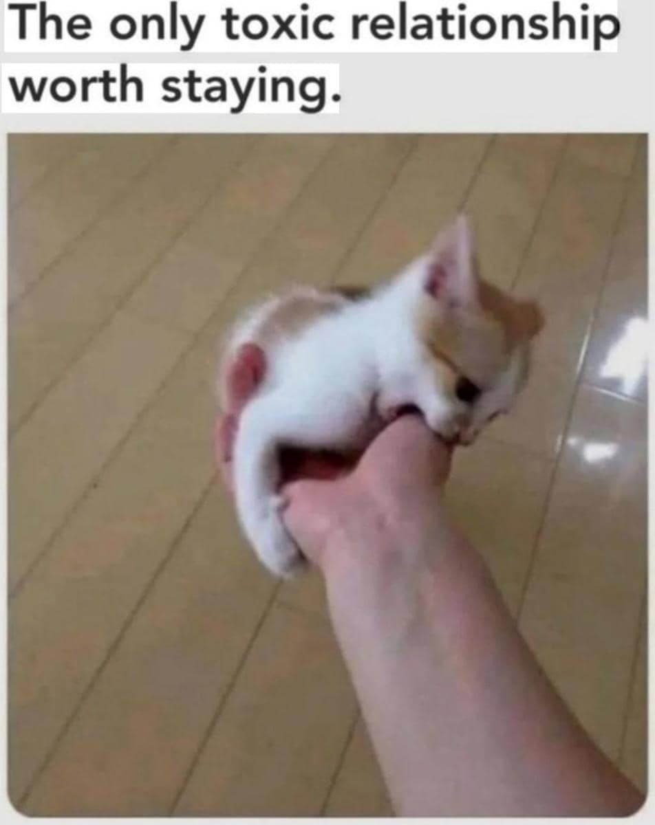 meme kucing tentang hubungan
