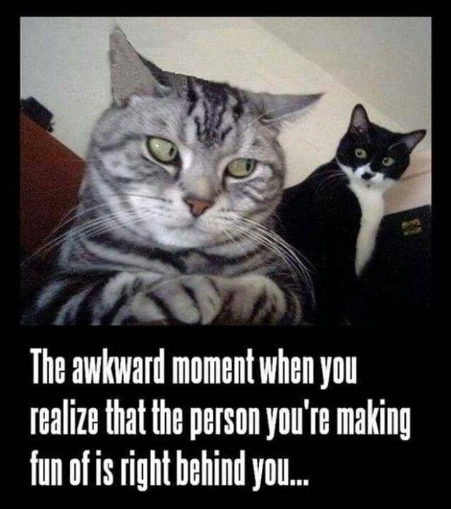 meme kucing tentang momen canggung