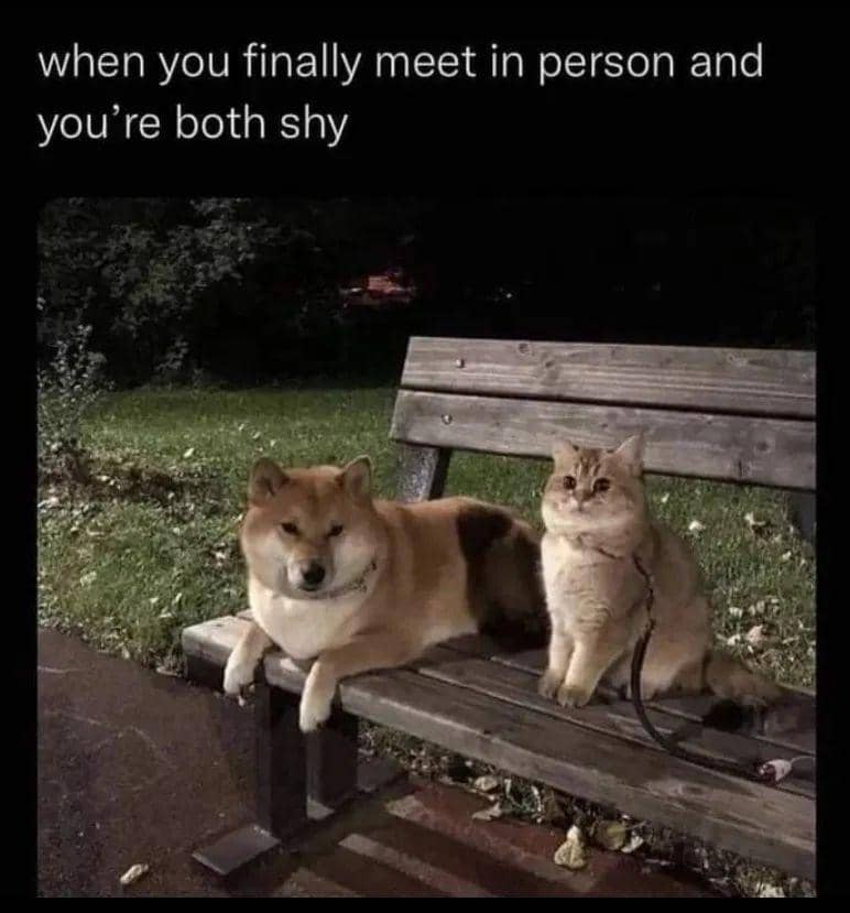 meme kucing tentang momen canggung