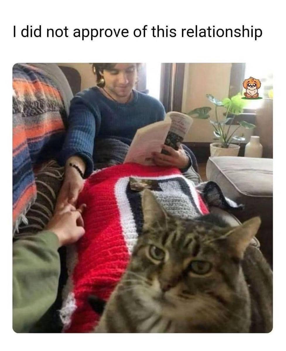 meme kucing tentang hubungan