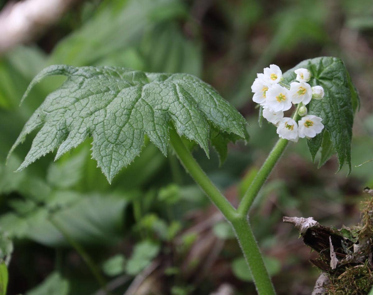 skeleton flower tumbuh sebagai tanaman tahunan di lingkungan yang teduh