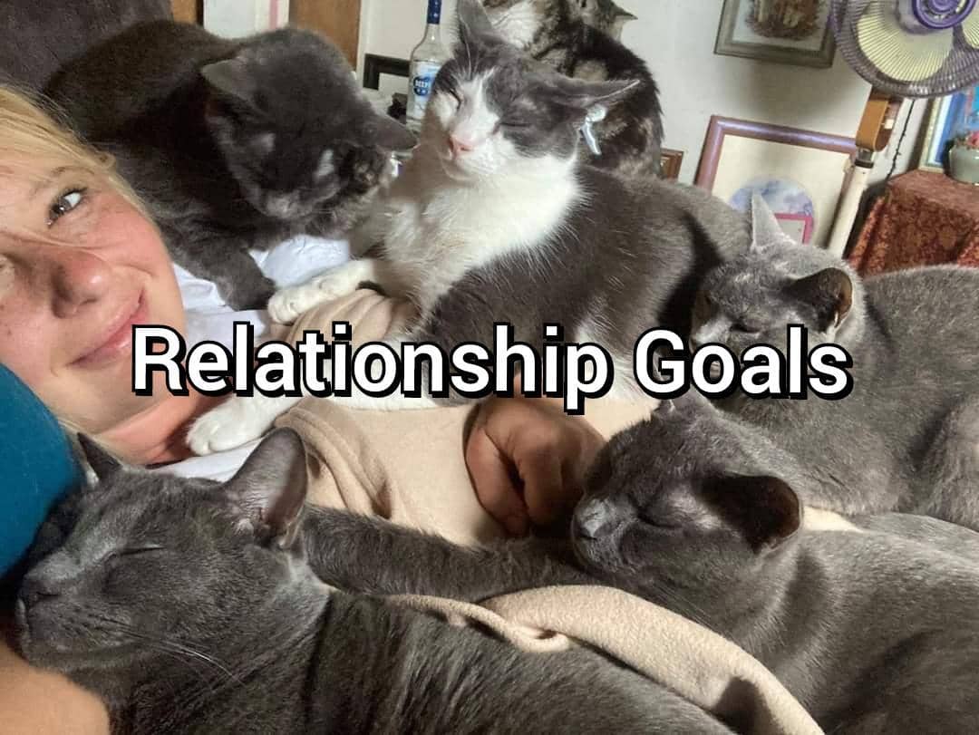 meme kucing tentang hubungan